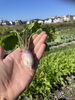 新鮮京野菜　あやめカブ「秋冬野菜が採れ始めてます‼️」