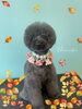 「お友達♡ Dog salon mofu mofu 余市町」