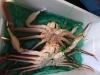 舞鶴直送のズワイガニ「日本海のズワイガニまだまだいけます。滋賀でのお買い上げは舞鶴直送のショッパー桜川でどうぞ。」