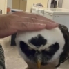 メガネフクロウ