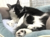 「☆12月＆年末年始の休診のお知らせ☆」