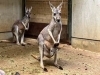 「アカカンガルーの赤ちゃんが顔を出しました！」