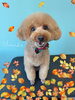 「お友達♡ Dog salon mofu mofu 余市町」