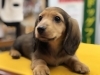 ダックス「ダックスの子犬」