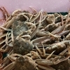蟹🦀シーズン到来。