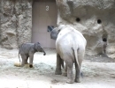 象の赤ちゃん　タオちゃんがとっても可愛い