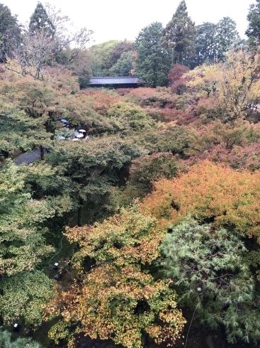 東福寺「紅葉キターーー❣」