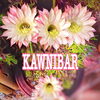 「本日11月12日(日)のメディテラは！まったりDJ飲み会「KAWNIBAR」！！」