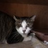 猫に困ったらご相談を、サポートさせていただきます(活動地域は主に奈良県中南部、それ以外もご相談下さい