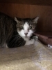 「猫に困ったらご相談を、サポートさせていただきます(活動地域は主に奈良県中南部、それ以外もご相談下さい」