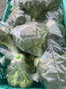 ブロッコリー「ブロッコリーの収穫がはじまりました🥦」