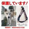「迷い犬を保護しています【新居浜市萩生の旧道】」