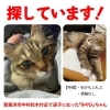 「迷い猫を探しています【新居浜市中村松木付近】」