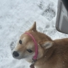 初雪