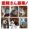 「【四国中央市土居町】里親募集のお知らせ！」