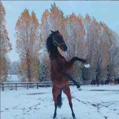冬期間も乗馬体験できます！　