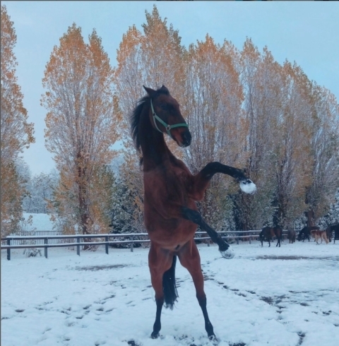 「冬期間も乗馬体験できます！　」