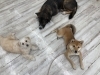 しっかりスタッフに注目してくれています！「hapipapi便り（ダイゴペットクリニック日進　仔犬の保育園より）」