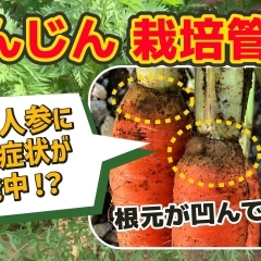【天候に影響される野菜】人参栽培で起こりうる数々の生理障害! これからは作れなくなるかも… たねのハシモトミヤ
