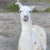 〜動物大好き〜