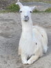 「〜動物大好き〜」