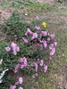 自宅の庭の秋の花です。「今日は、茨城-土浦で探偵です。浮気調査です。『平成7年,調査の青葉グループ 茨城-つくば・土浦、群馬-前橋・高崎、埼玉-熊谷、千葉-松戸・柏 で探偵31年の信頼と実績の若葉探偵社』」