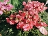 「シクラメン♪ 下向きに花を咲かせるのが特徴的！【越前市/花屋/生花/フラワーアレンジメント/ふるーれ・T】」