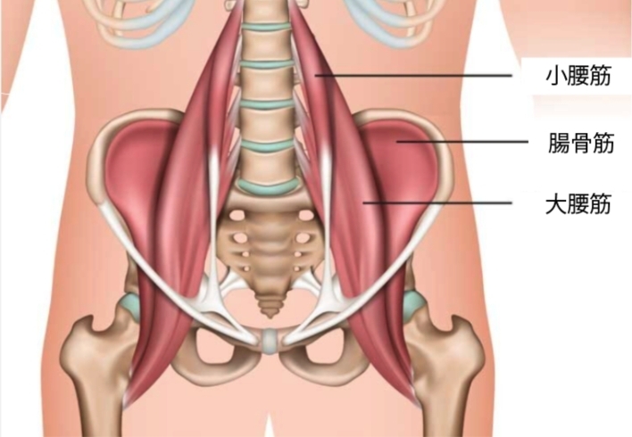 「腸腰筋」は小腰筋・大腰筋・腸骨筋からなります。「腸腰筋（ちょうようきん）」