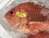 「魚魚市場鮮魚コーナーおすすめは「エビスダイ」です🎶」