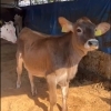 ブラウンスイス種の仔牛、テルミを北海道に送りました🐄