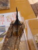 カブトムシイベント「11月度キャンペーン6日目！【ショッピングプラザアスモの隣りにある外房エリア唯一の総合住宅展示場】」
