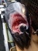 本マグロかぶと「本マグロかぶと」