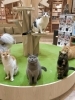 「猫じゃらし軍団💕【宮崎ナナイロ(メガドンキ)にある猫カフェ・漫画・ドリンクバー・ワークプレイス】」