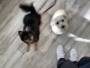 レン君とチャッピーちゃん「hapipapi便り（ダイゴペットクリニック日進　仔犬の保育園より）」