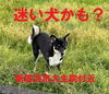 「『迷い犬らしきワンちゃんがいる』という目撃情報をいただきました。（新居浜市大生院付近）」