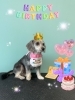 「お友達♡ Dog salon mofu mofu 余市町」