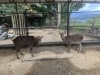 ふうた君（左）とドンちゃん（右）「変身の秋と恋の秋」