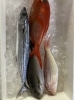 「今日もお魚入荷だよ」