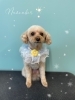 「お友達♡ Dog salon mofu mofu 余市町」