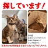 迷い猫を探しています【西条市小松町新屋敷】