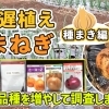 【今からがお勧め!】遅まき・植えタマネギ栽培　今年もゆっくり植え付けしますﾖ♪ たねのハシモトミヤ