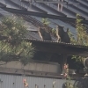 猫に困ったらご相談を、サポートさせていただきます(活動地域は主に奈良県中南部、それ以外もご相談下さい