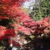 紅葉を求めて　津市内その２