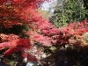 河内渓谷の紅葉１「紅葉を求めて　津市内その２」