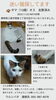迷いねこ探しているそうです！ | まいぷれ三島編集部のニュース