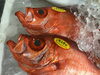 「魚魚市場鮮魚コーナーおすすめは「チカメキントキ」です♪」