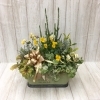 ♬　冬の寄せ植え　♬