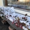 八戸にもついに雪が👀