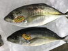 「魚魚市場鮮魚コーナーおすすめは「シマアジ」です🎶」