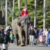 12月24・25日サンタクロースがゾウに乗ってやってくる！